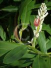 Alpinia calcarata