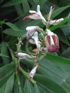 Alpinia calcarata