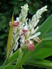 Alpinia calcarata