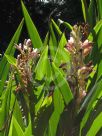 Alpinia calcarata