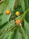 Alpinia calcarata