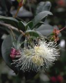 Syzygium australe Resilience