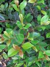 Syzygium australe Resilience