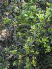 Syzygium australe Resilience