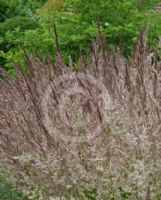 Calamagrostis acutiflora Karl Foerster