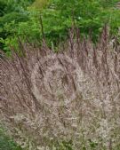 Calamagrostis acutiflora Karl Foerster