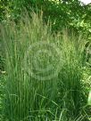 Calamagrostis acutiflora Karl Foerster