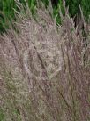 Calamagrostis acutiflora Karl Foerster