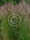 Calamagrostis acutiflora Karl Foerster