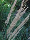 Calamagrostis acutiflora Karl Foerster