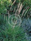 Calamagrostis acutiflora Karl Foerster