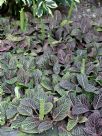 Fittonia albivenis Verschaffeltii Group