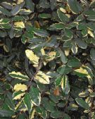 Elaeagnus pungens Variegata