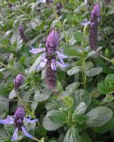 Plectranthus ornatus