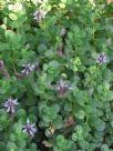 Plectranthus ornatus