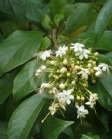 Clerodendrum floribundum attenuatum