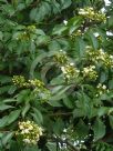 Clerodendrum floribundum attenuatum