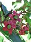 Clerodendrum floribundum attenuatum