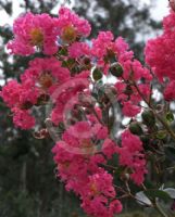 Lagerstroemia Tuscarora