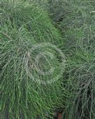 Casuarina glauca Cousin It