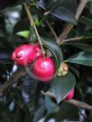 Syzygium australe Select Form