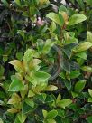 Syzygium australe Select Form