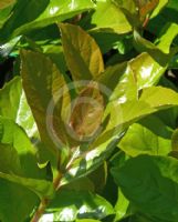 Viburnum awabuki Emerald Lustre