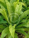 Asplenium antiquum Victoria