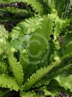 Asplenium antiquum Victoria