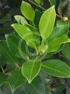 Ficus microcarpa hillii Flash