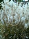 Miscanthus sinensis