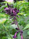 Salvia Black Knight