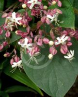 Clerodendrum trichotomum