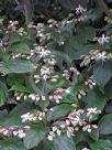 Clerodendrum trichotomum