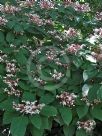 Clerodendrum trichotomum