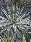 Agave angustifolia Marginata