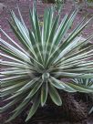 Agave angustifolia Marginata