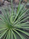 Agave ocahui longifolia