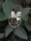 Barleria albostellata