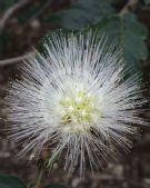 Calliandra haematocephala Alba