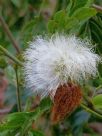 Calliandra haematocephala Alba