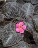 Episcia cupreata