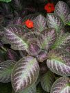 Episcia cupreata