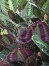 Calathea lindeniana