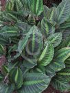 Calathea lindeniana