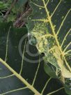 Alocasia macrorrhiza New Guinea Gold