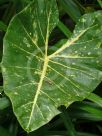 Alocasia macrorrhiza New Guinea Gold