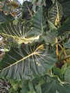 Alocasia macrorrhiza New Guinea Gold