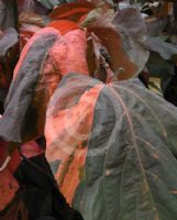 Acalypha wilkesiana Macrophylla