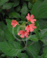 Crossandra nilotica